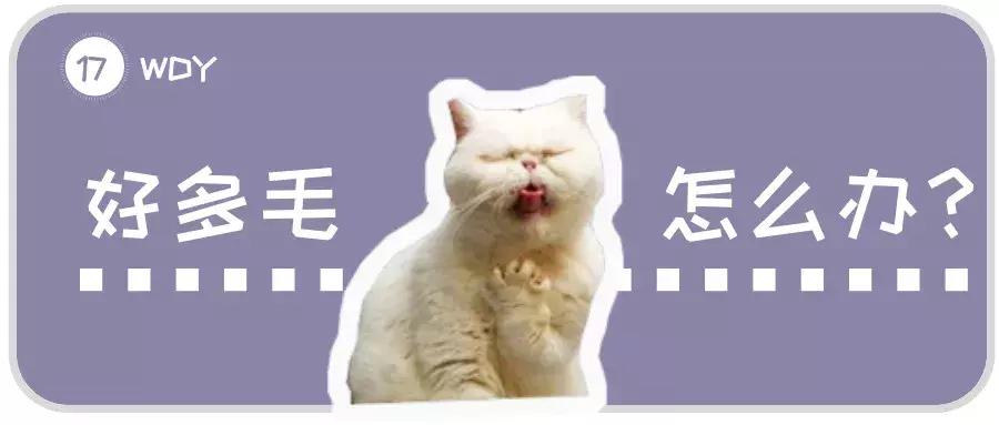 猫咪脚上突然斑秃掉毛是怎么回事,猫咪头顶掉毛但是无结痂是猫癣吗