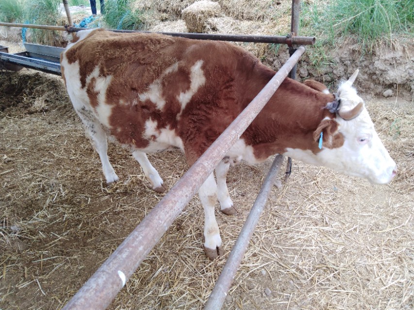 借钱养牛的风险有多大,养鸡养猪养牛哪一个风险大