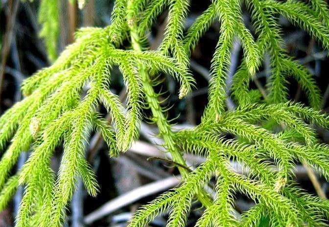 这野草远看似“绿蜈蚣”，看着吓人作用却多，数量少遇到要珍惜