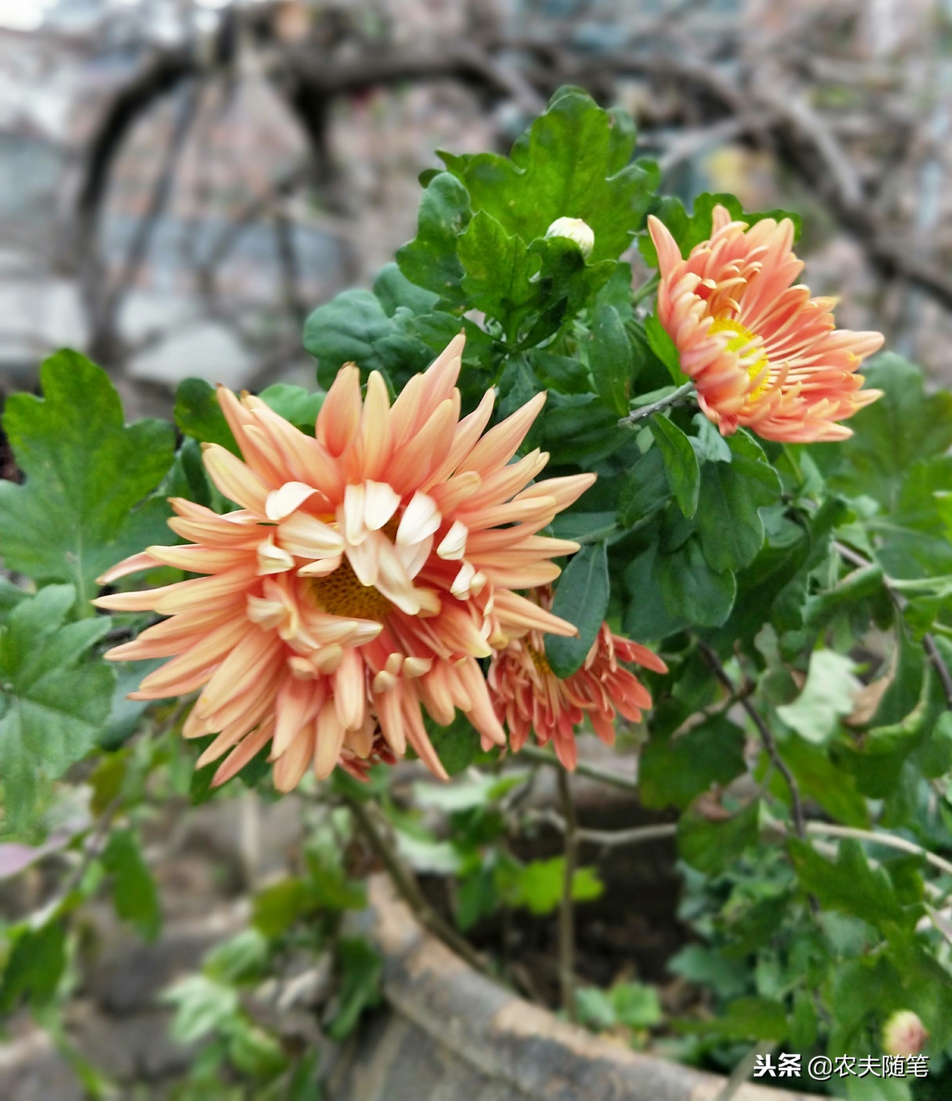 楼顶的菊花像一只快乐的飞鸟，在我心灵的天空上快活地飞翔
