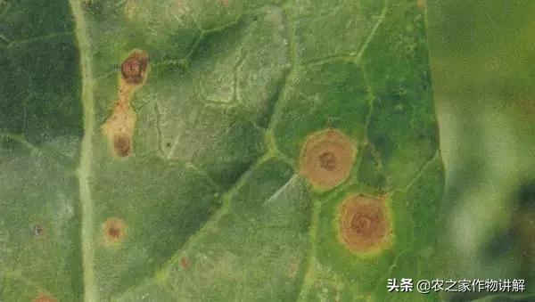 西兰花病害图谱和防治,西兰花的病害与治疗