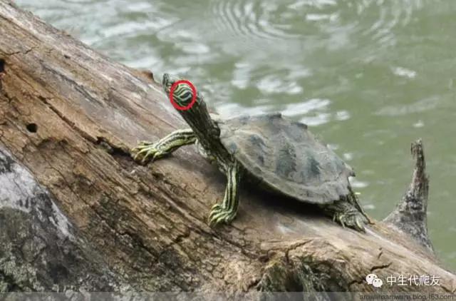 正宗的地图龟,史上最差的地图龟