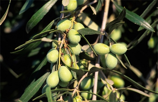 橄榄梢怎么管理,橄榄种植管理技术视频