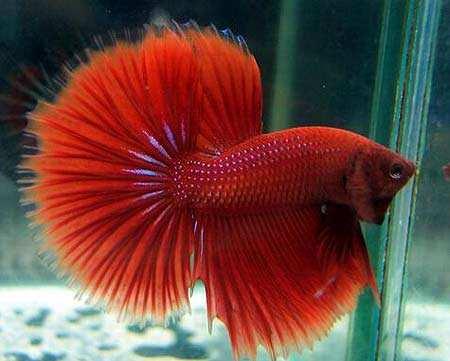 什么观赏鱼最便宜又好养,几种观赏鱼