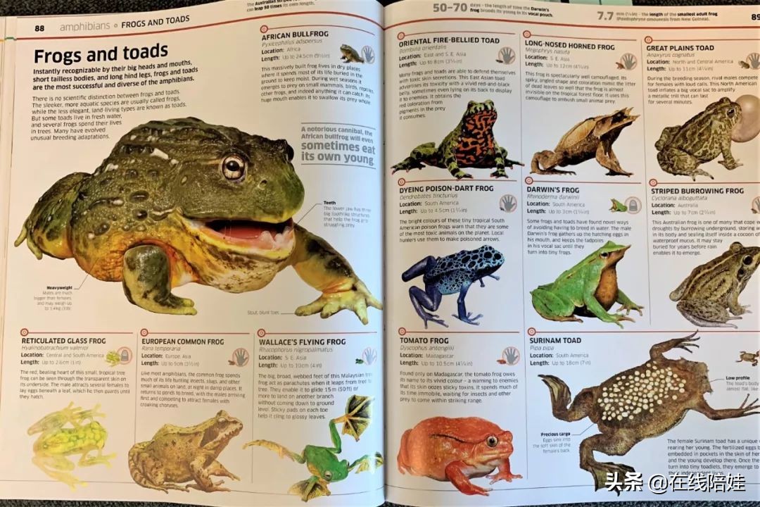 dk知识大百科全套,dk知识大百科书金银版