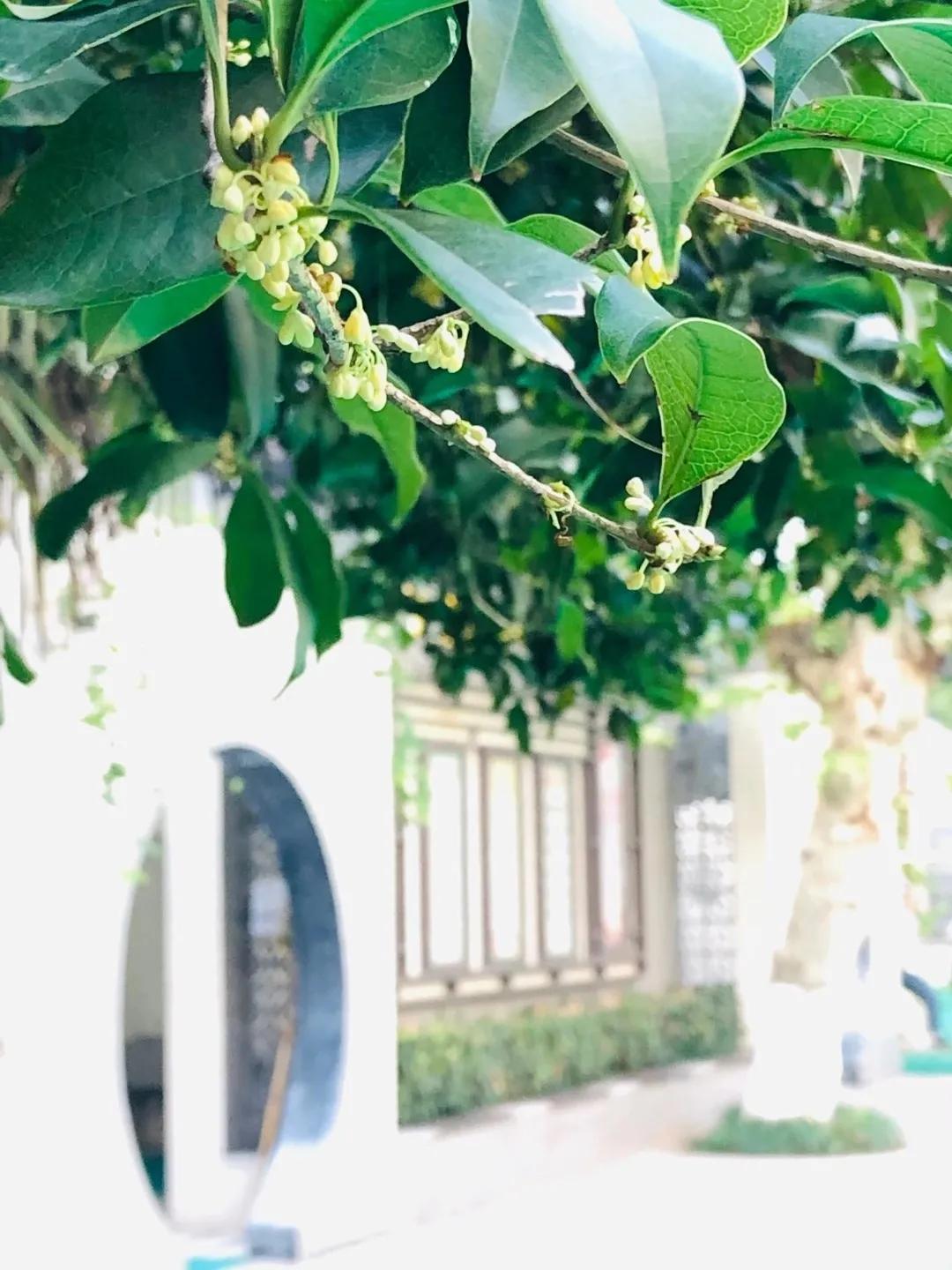 秋天你好吗,秋天你好