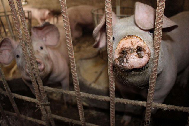 疫情让农村“封村”难回城,这6个项目农民考虑下,在家就能挣钱