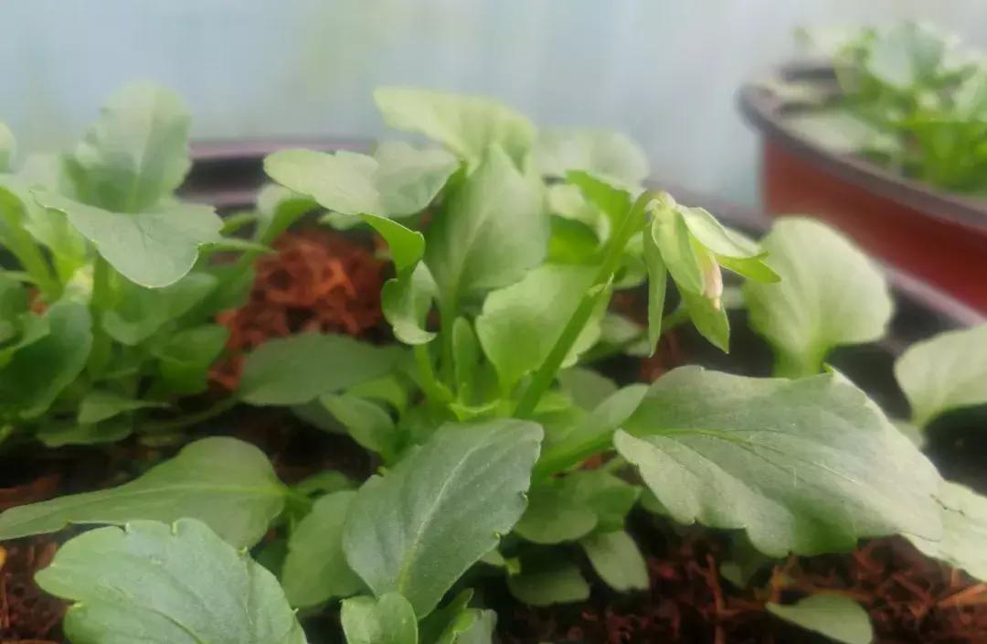 兔子角堇开花后的养护 (小兔子角堇怎么爆花)