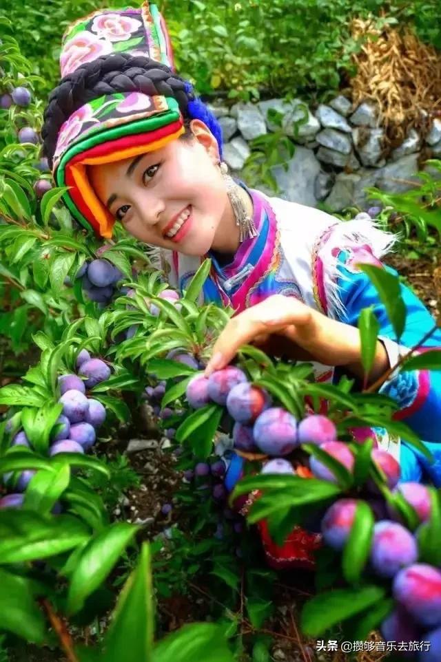 汶川三宝特色水果产业,汶川三宝果园