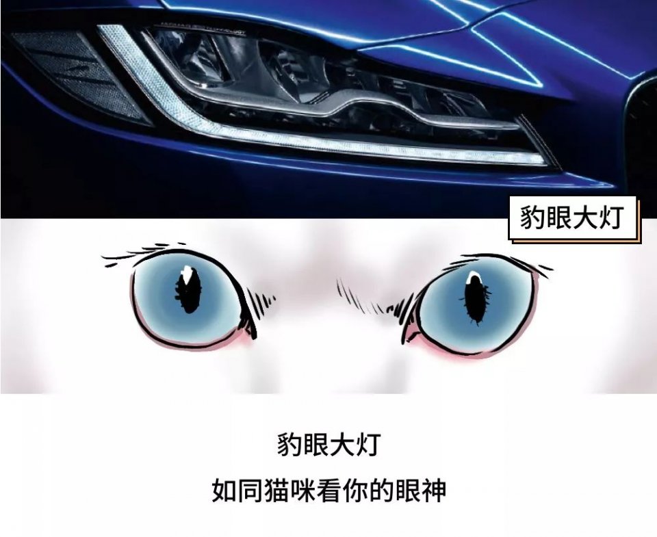 城市里养猫的人非富即贵,有多少人养猫家里有钱了