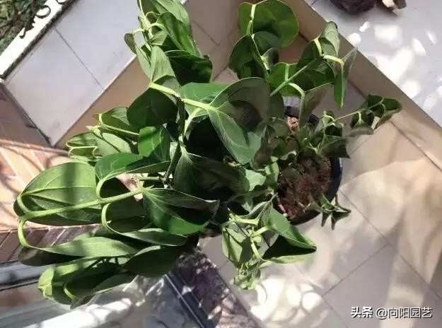 花卉处理,花卉后期的处理方法