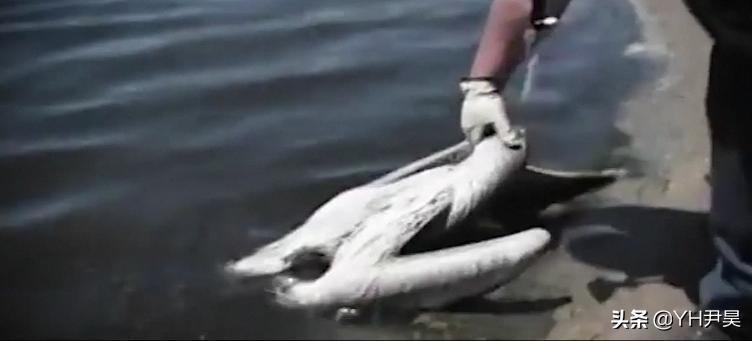 1998年美国海岸大批生物突发异样，专家共同侦查，真凶竟是天气