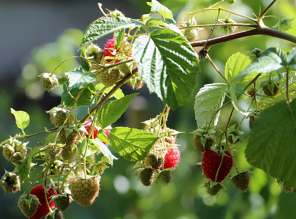 鎶氫粖蹇嗘様,灏忔椂鍊欏悆鐨勯浂椋熺殑鍥炲繂