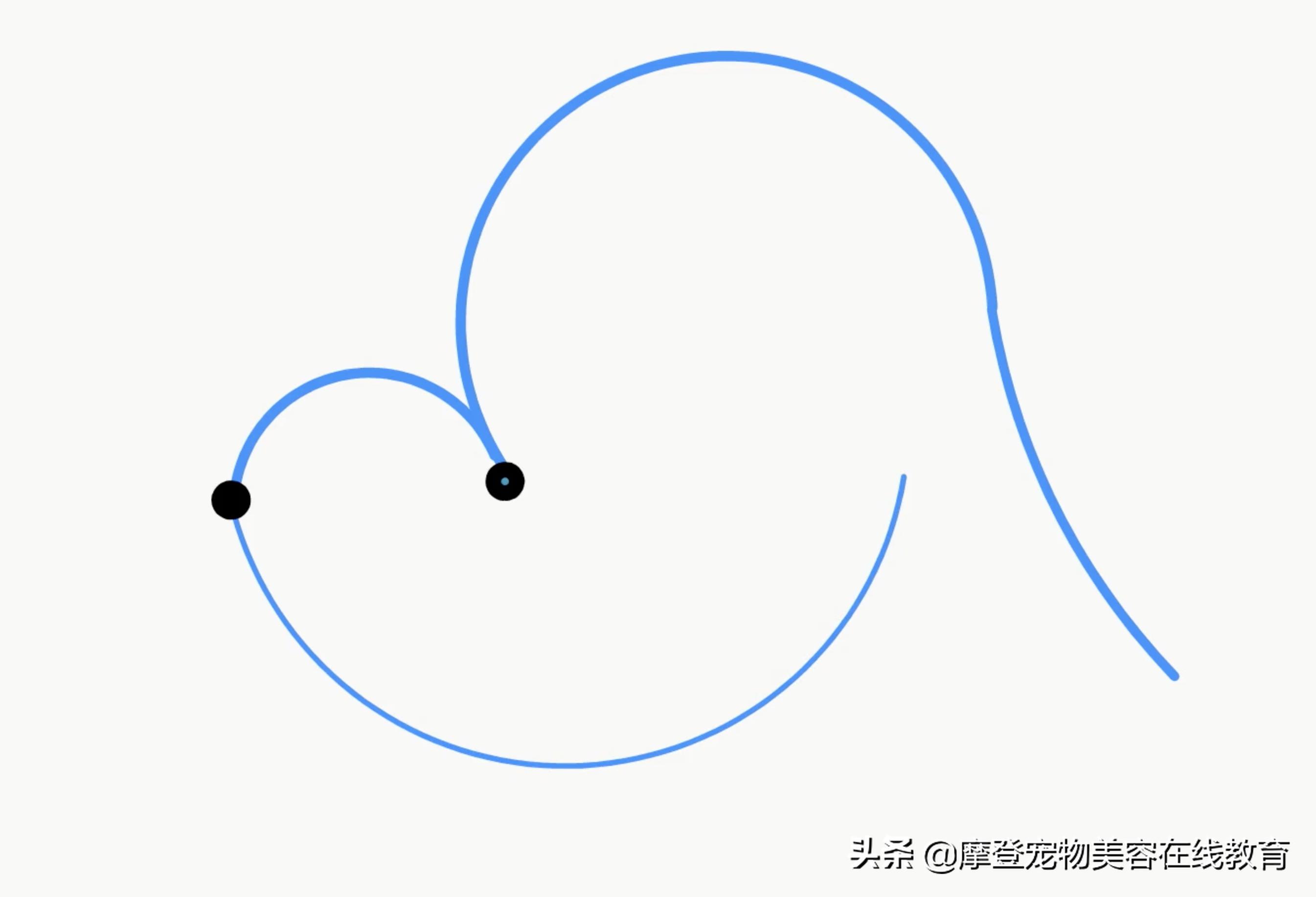 比熊美容剃剪教程,比熊美容教学剪毛视频
