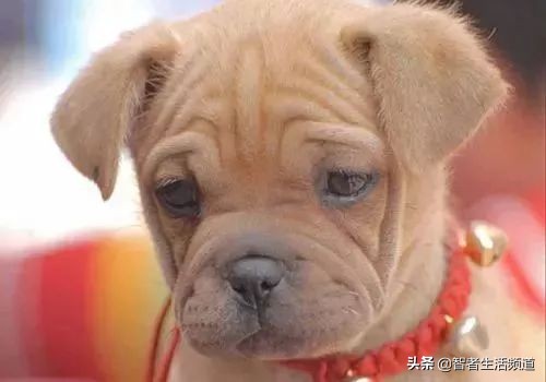 夏天狗狗生病怎么治,夏天狗狗容易皮肤病怎么办