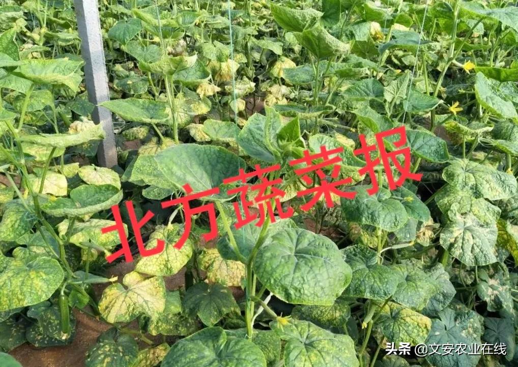 霜霉“变异”了？真难治！专家配药方，2-3遍治住了！