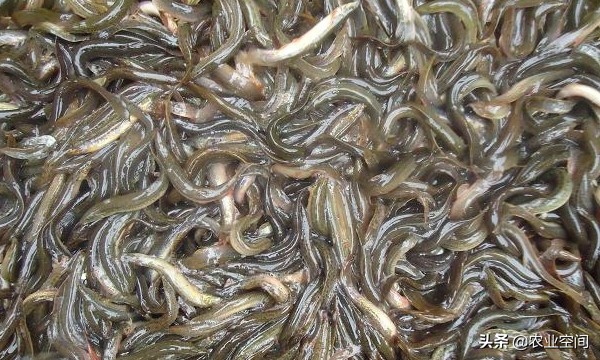 泥鳅高密度养殖技术,泥鳅养殖技术和饲料配方比较