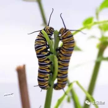 写观察记录什么植物能快速生长,观察植物时该如何观察
