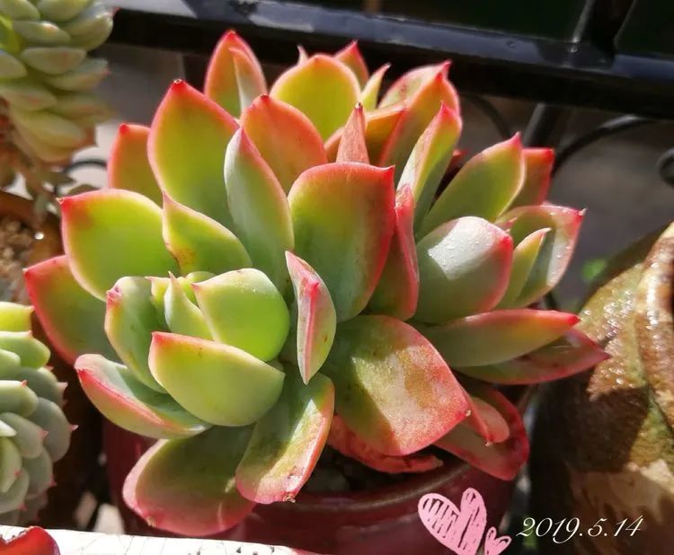 养多肉的人生感悟,人生如同养花