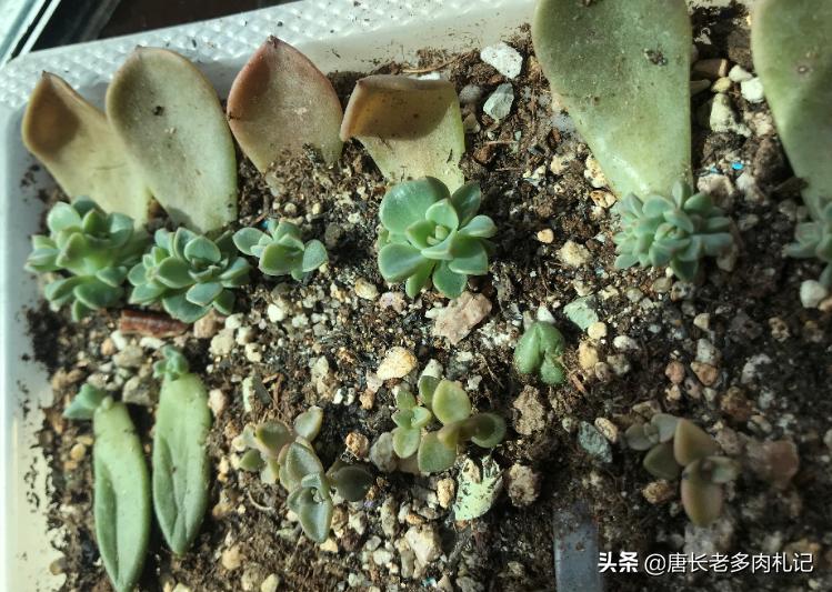 多肉叶插叶片看不到生长点,多肉叶插爆根没爆芽需要浇水吗