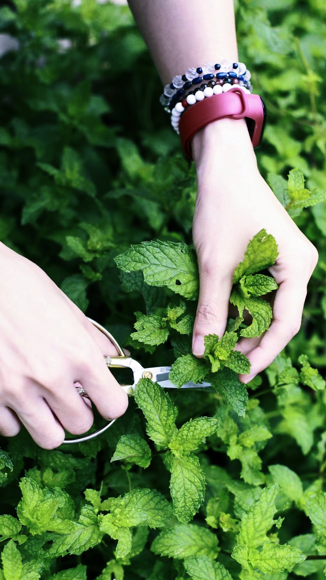 薄荷叶干做菜的用法,薄荷叶正确食用方式您学到了吗