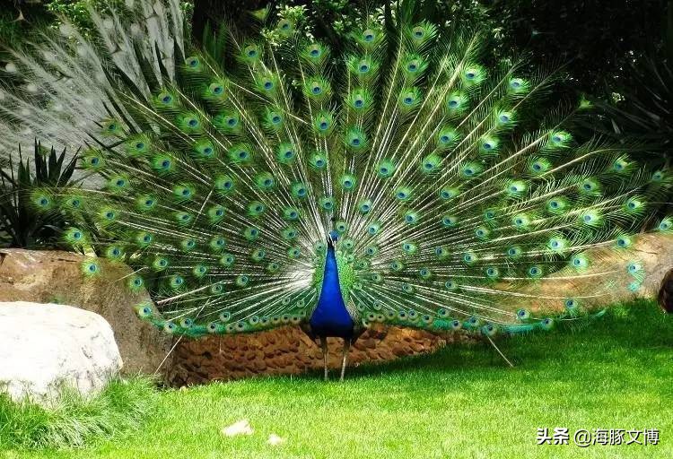 孔雀的尾巴能干什么,孔雀的尾巴像扇子似的怎么样