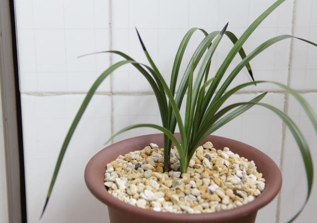 乾隆时，江苏医师无意发现了一兰花，兰友们称其为：赤惠梅瓣之王