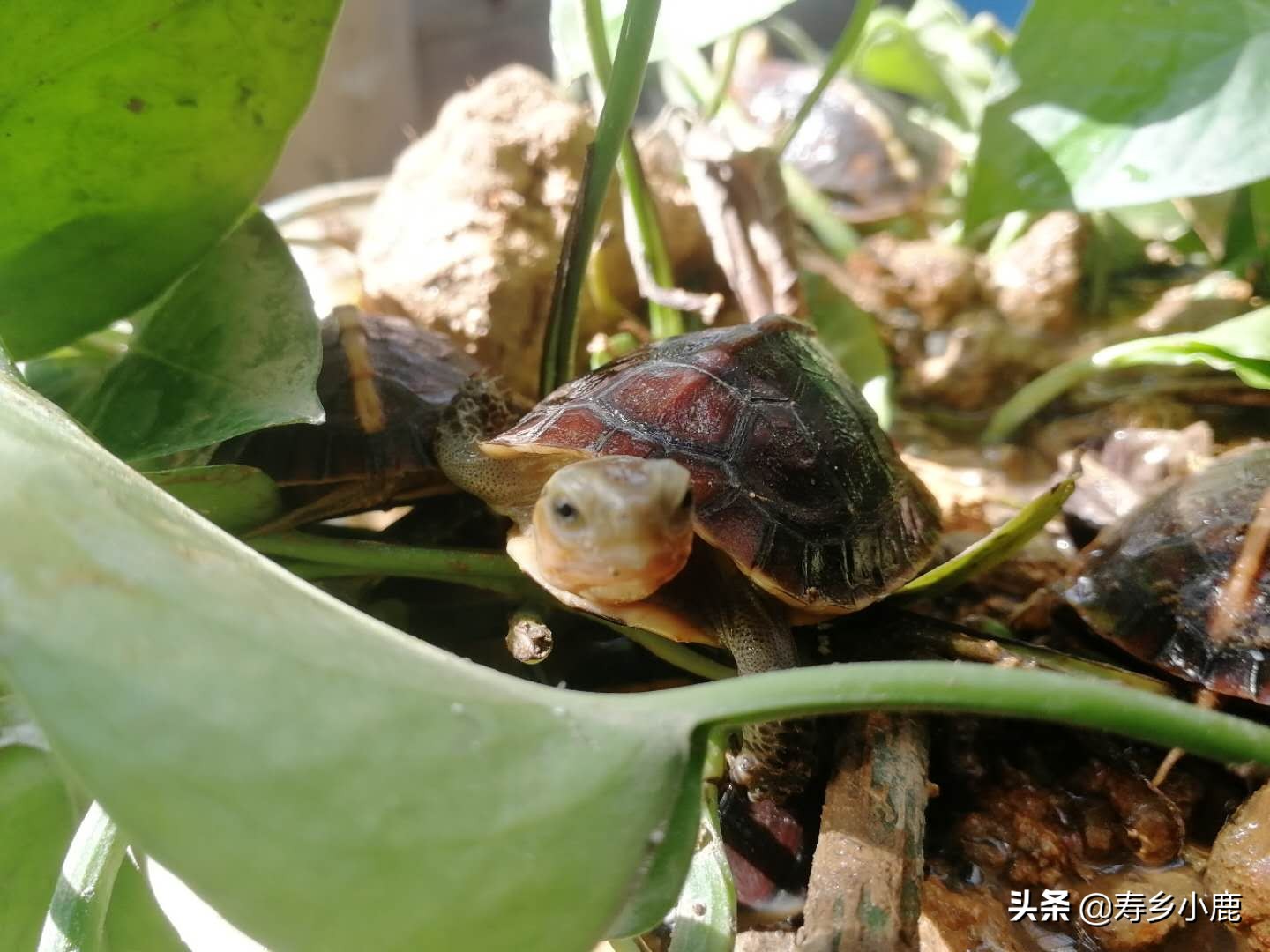 龟有白眉眼怎么办,龟起白毛什么病