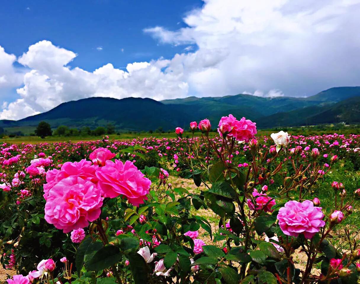 保加利亚玫瑰纯露官方旗舰店,保加利亚玫瑰介绍