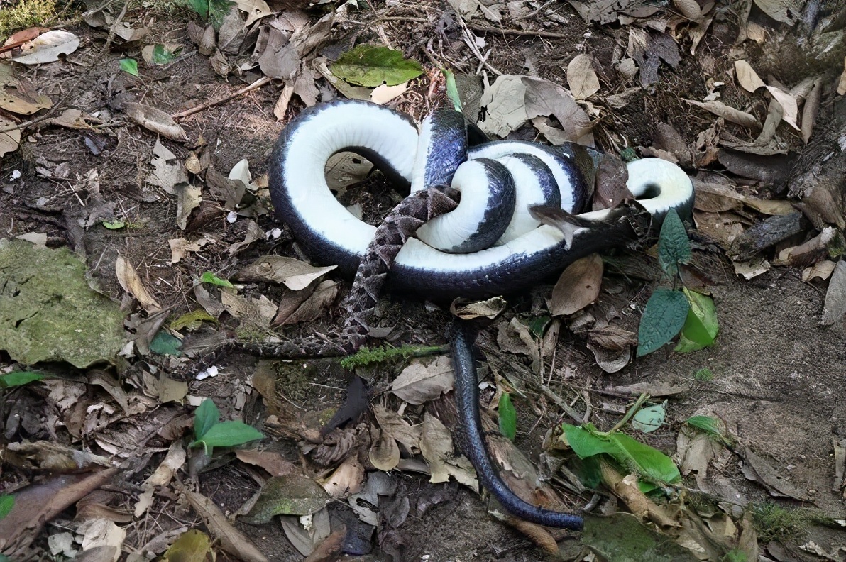 毒蛇不被自己的毒液毒死吗,毒蛇的毒液会不会把自己给毒死