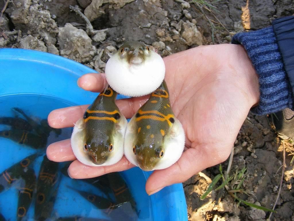 如何判断钓的鱼能不能吃,钓到不认识的鱼