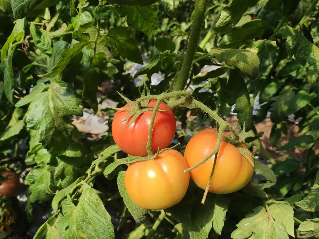 刘龙台镇刘东村：吊蔓甜瓜打开农民致富之路