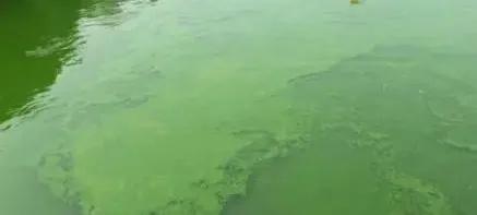 怎么防治蓝藻最好,微生物治蓝藻效果怎么样