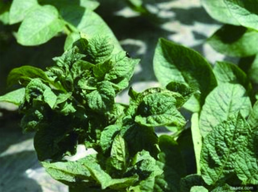 马铃薯种植面临的问题和风险,马铃薯低温种植危害