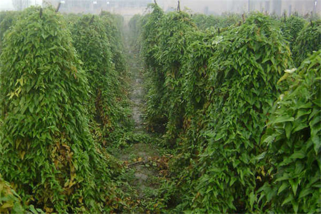 山药槽高产栽培技术视频,山药塑料管栽培技术图片