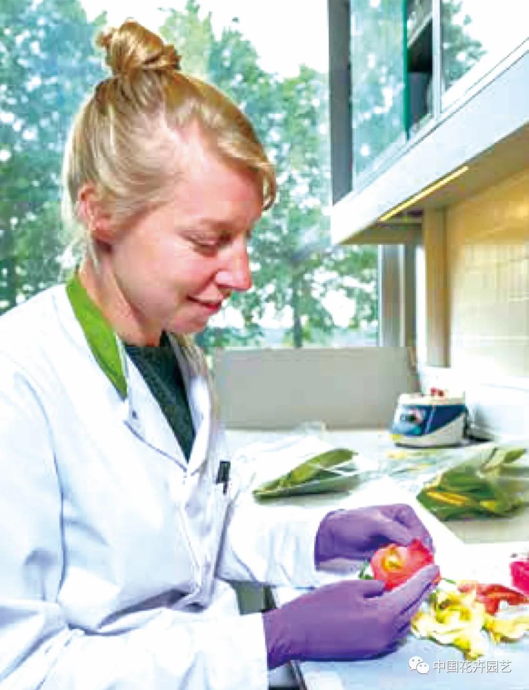 植物病毒都有哪些,植物的病毒