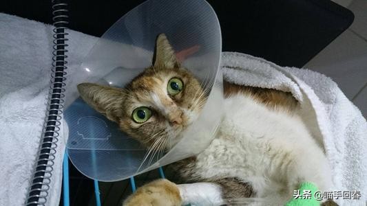 猫也有艾滋，不传人还可能不发病，关于“猫艾滋”你了解多少？