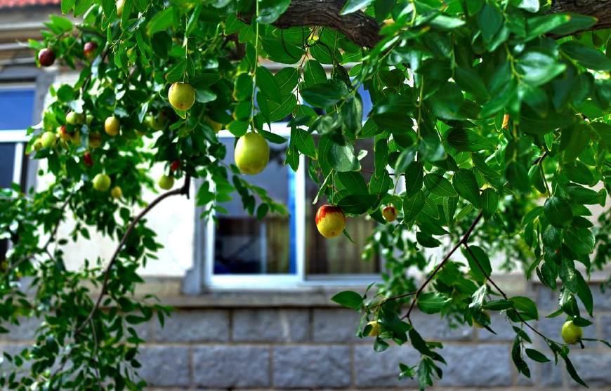 家门口种什么树能乘凉寓意好,无花果树为何不能栽家院子里迷信