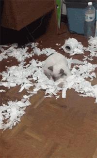 猫咪不习惯吃的表现,猫咪不为人知的用途