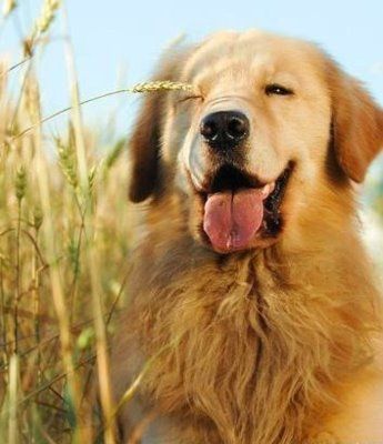 宠物排名前十的狗狗有哪些,超萌的巨型的宠物狗有哪些