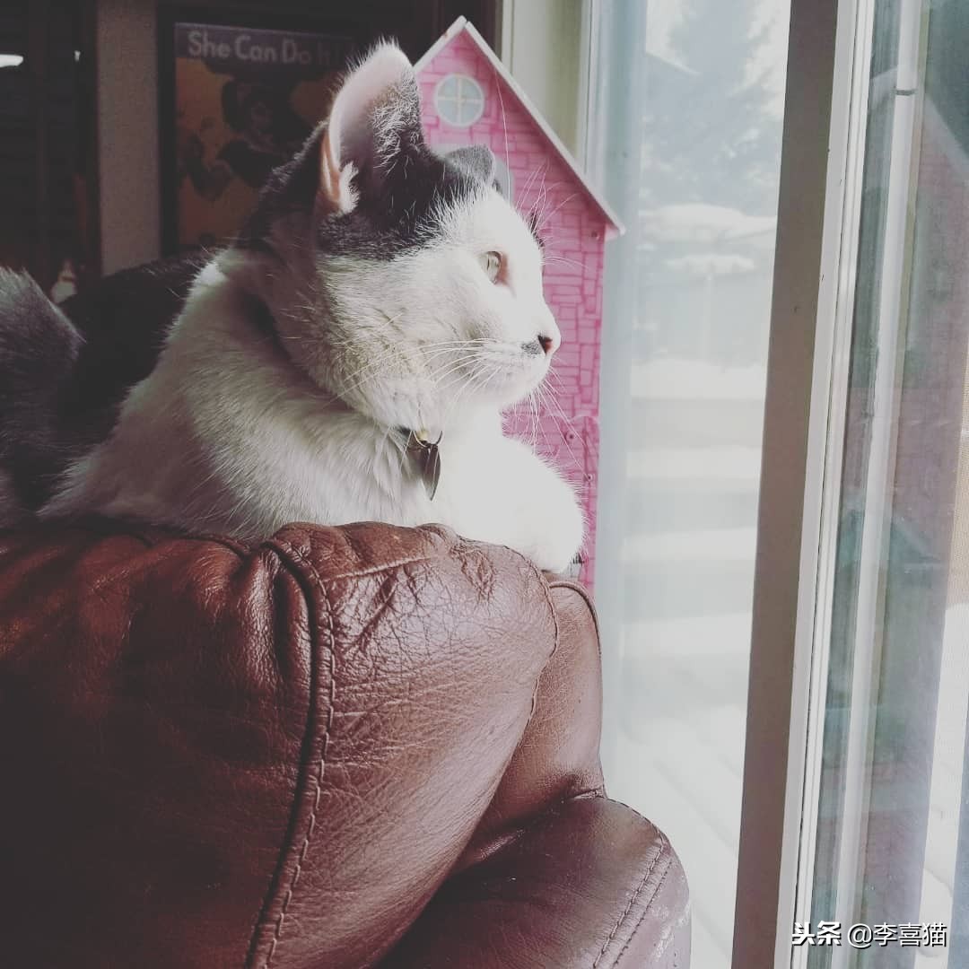 猫咪是一个铲屎官,猫咪退化和铲屎官有什么关系