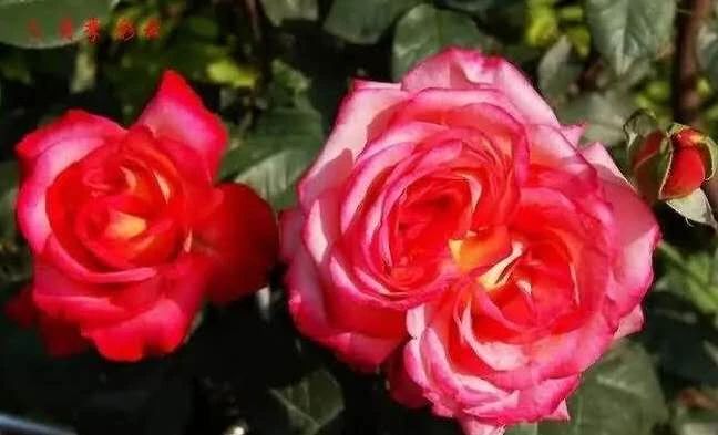 七绝咏荷外五首,咏荷七律坡底韵