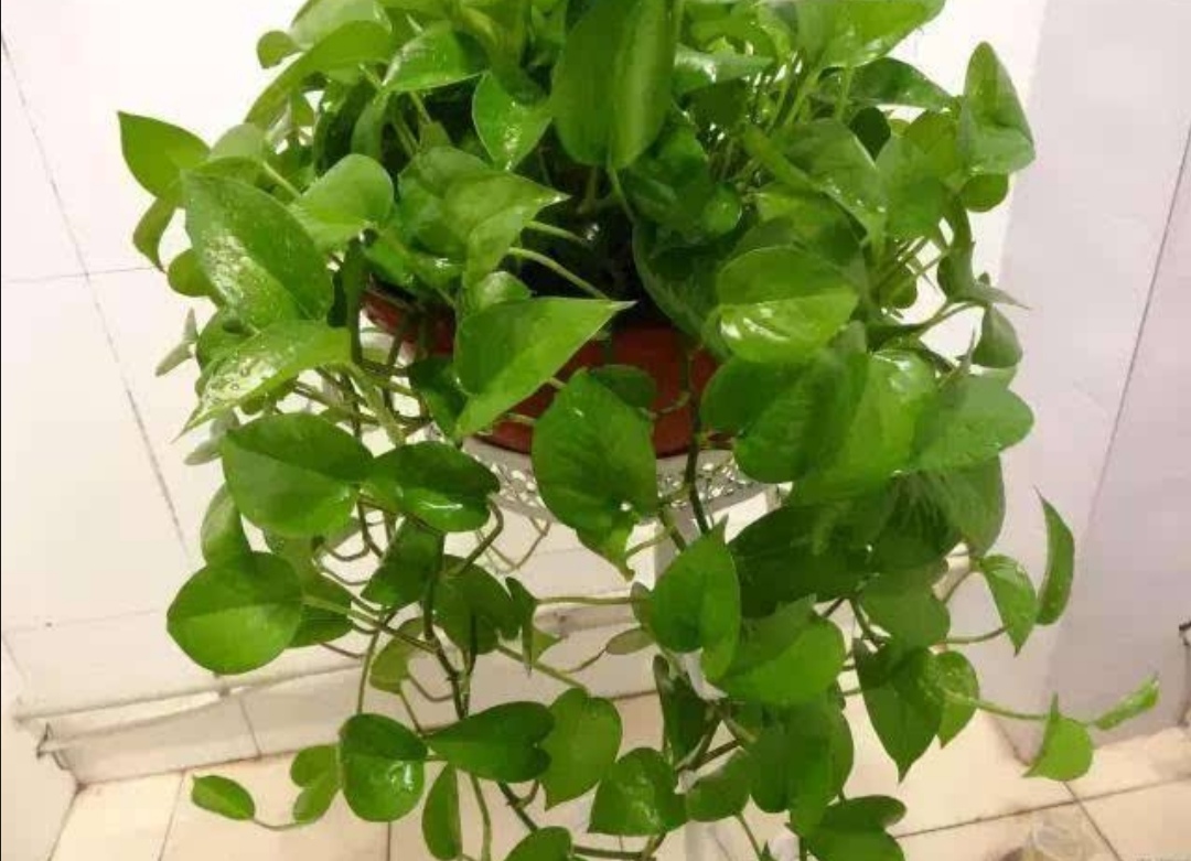 绿萝怎么家养得旺盛小窍门,家里的绿萝怎么才能长得旺盛