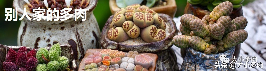 多肉品种水泡,粉色萌宠多肉