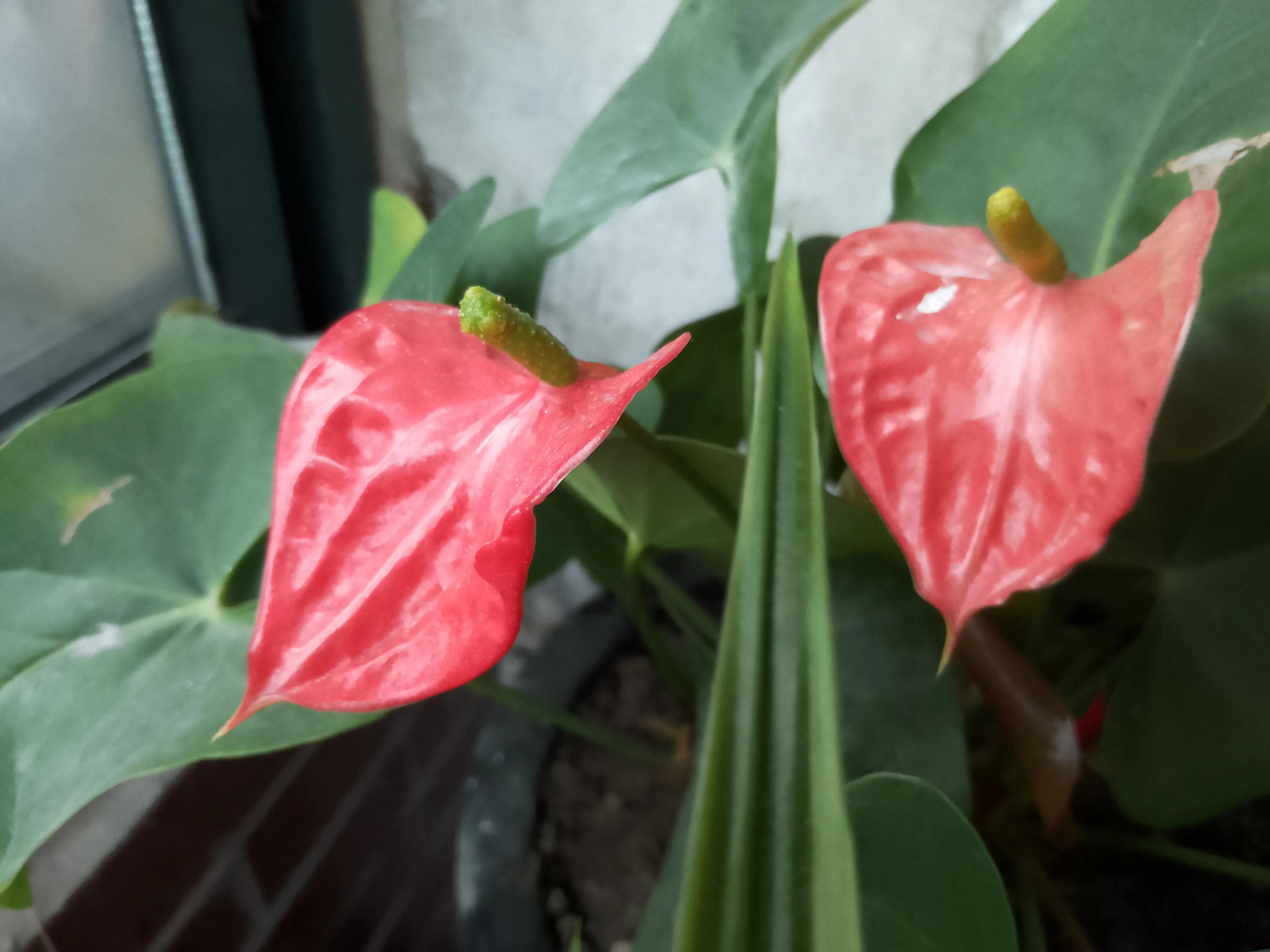 如何用一句话形容生产,怀孕到生产的辛苦与喜悦