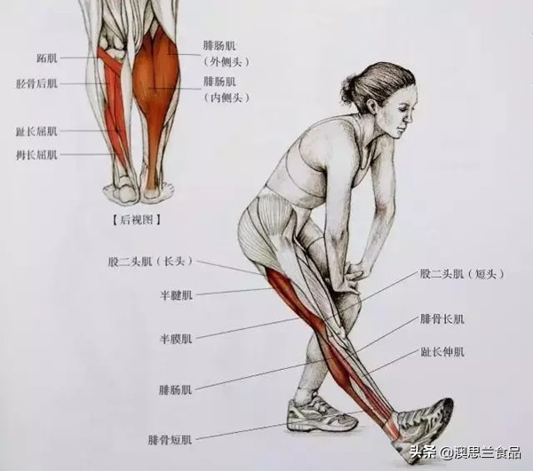 小腿肌胖怎么瘦腿,大腿肥胖小腿粗壮怎么改善