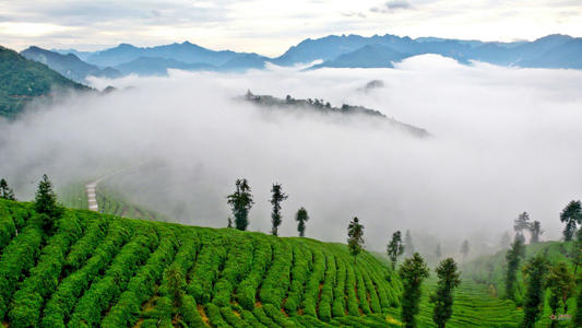 英山云雾茶手工茶,英山云雾茶哪个品牌好