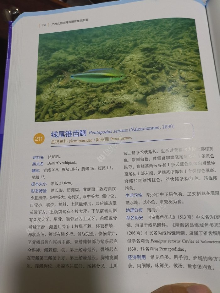 矶钓一竿远,精彩矶钓