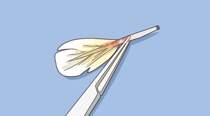 雏鸟羽毛有屎怎么处理,雏鸟翅膀羽根有血