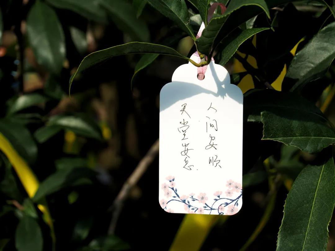 同泰第四届集体树葬圆满举行，21位树葬人士回归自然